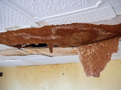 Professional water damage restoration services in Foley, AL - Water Damage Removal pros